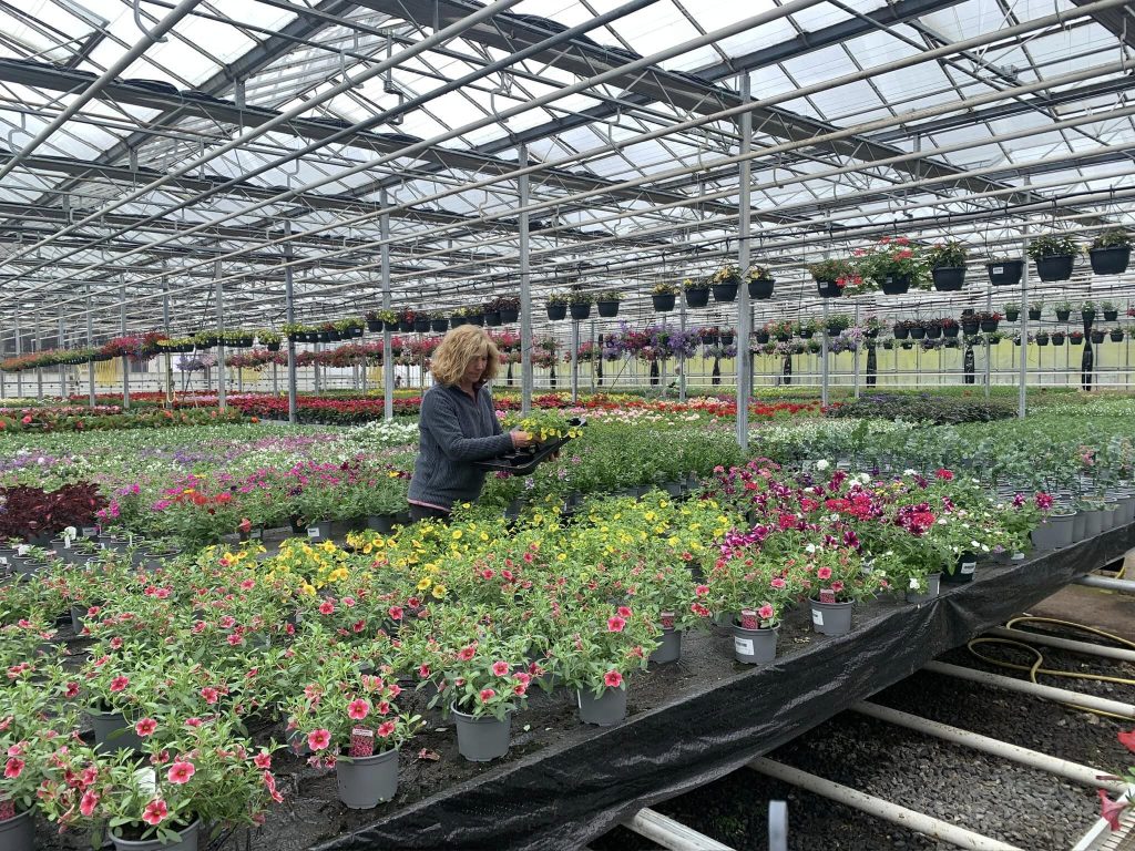 Pentland Plants