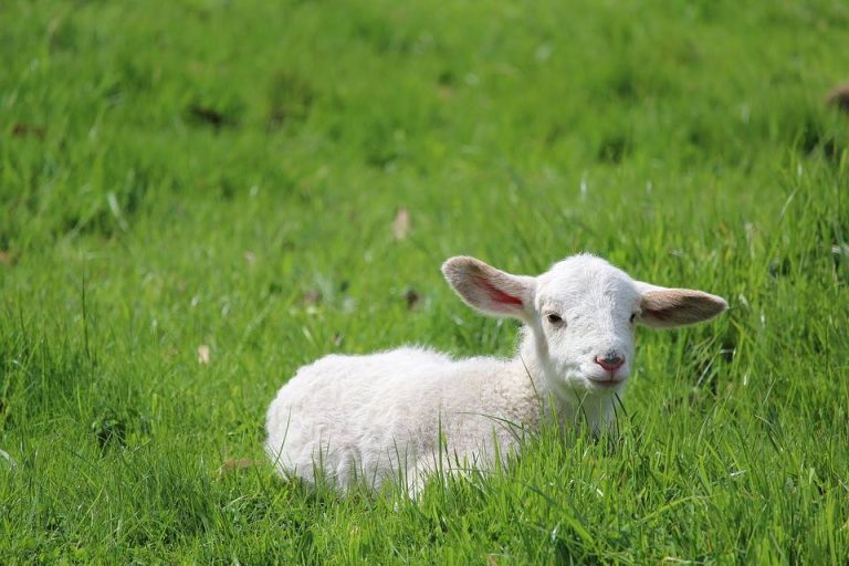 Lambs at Pentland Plants