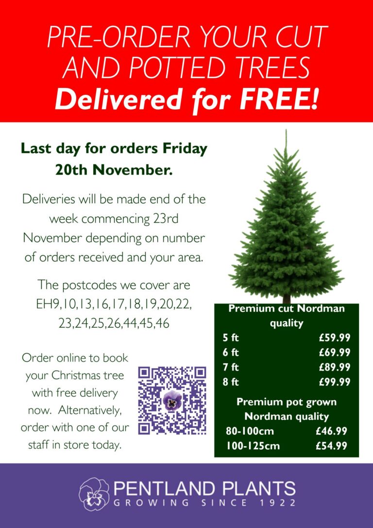 Christmas Trees, cut and potted - delivered for free!